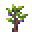 Plum (Sapling)