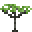 Acacia Umbrella Sapling.png