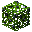Elderberry Bush