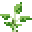 Banana (Sapling)