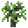Grid Sapling (Acacia).png