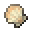 Seashell Scallop