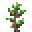 Cherry (Sapling)
