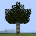 Aspen Tree.png