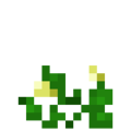 Squash (6).png