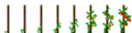 Tomatoe (Phases).png