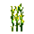 Corn (6).png