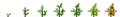 Soybean (Phases).png