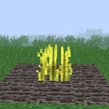 Oat (Mature).png