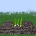 Garlic (Mature).png